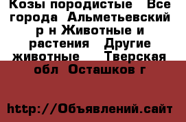 Козы породистые - Все города, Альметьевский р-н Животные и растения » Другие животные   . Тверская обл.,Осташков г.